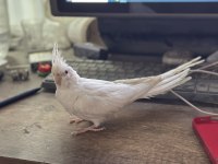 Oyun hamuru albino kırmızı göz sultan papağanı