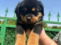 A Kalite Rottweiler Bebekler Yeni Yuvalarını Arıyorlar