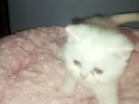 British shorthair albino yavrular