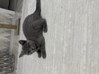 Yeni yuvasını arıyor british shorthair