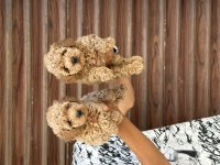 Sağlıklı A Kalite Orjinal Poodle