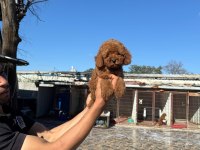 Kore toy poodle yavrularımız ruhsatlı çiftliğimizden