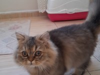 British longhair kedisi