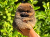 POMERANİAN BEBEK SURATIMIZ YENİ YUVASINI ARIYOR