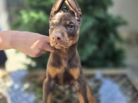 Kızıl ve klasik KİNG doberman Yavrular