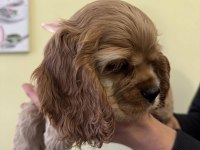 Amerikan Cocker Köpeklerimiz Gelip Görerek Alabilirsiniz