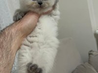 British Shorthair Blue point