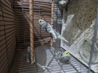 Yeni Yavrular Ele Alıştırmalık Muhabbet Kuşlar