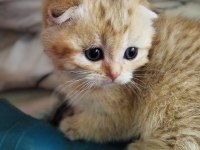 Golden, silver ve lilac scottish fold yavrular