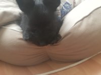 Küçük terrier oğlumuza yuva arıyoruz