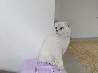 Mükemmel güzellikte scottish fold