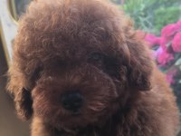 Kore poodle yavrular