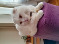 scottish fold