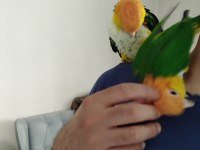 Evcil DNA belgeli caique takım