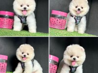 Mersinin en seçkin Pomeranian boo bebekleri