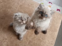 Safkan himalayan bir disi bir erkek yavrular