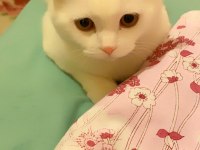 Kedi prens bal scottish fold