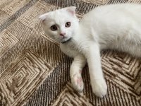 2 aylık aşılı scottish fold