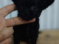 1 lokma bebek chihuahua