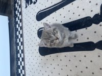 Erkek dişi british shorthair