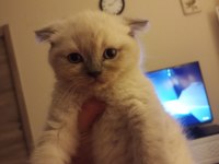 2 aylık İran Blue Point kırması melez kedilerimiz