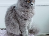British longhair 9 aylık