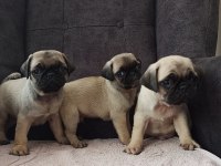 Pug yavrularımız