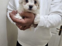 Maltese terrier yavrularımız