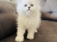 Kral Walterin Yakışıklı British Longhair Prensleri