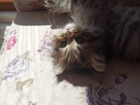 SAFKAN CHİNCHİLLA KEDİLER