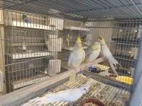 Damızlık SULTAN papağanları