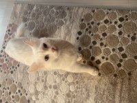 Dişi kedime çiftleşmesi için erkek kedi arıyorum