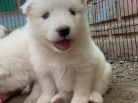 KARTOPU SAFKAN SAMOYED YAVRUSU