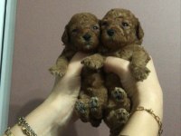 Erkek Toy Poodle Yavruları