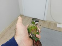 Greenchek Konur Papağanı