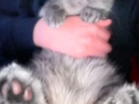 1 yaşında ki oğlumuza yuva arıyoruz scottish fold
