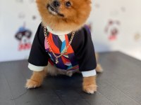 Uçanı Kaçanı Eşler Orijinal Pomeranian Boo