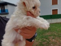 Maltese yavru bebekler