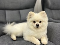 Oyuncul Erkek Pomeranian