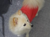 6 aylık pomeranian