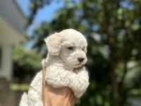 Maltese yavrular