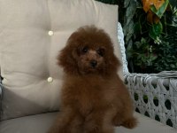 Red toy poodle