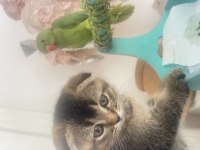 Scottish fold yavru