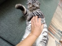 Sevgi pıtırcığı scottish fold