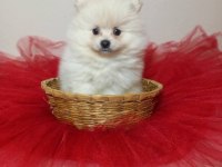 Beyaz ve orange pomeranian boo bebişlerimiz