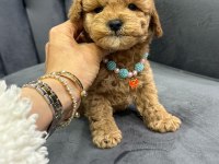 Yakışıklı oğlum maltipoo