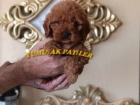 Red Toy Poodle