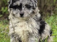 Trde nadir bulunan dizayn ırk mini ausiedoodle yavrumuz