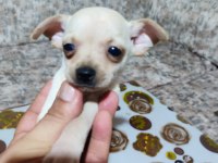 Sıfır boy orjinal saf kan PINSCHER yavrularımız