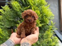 Poodle Kalitesinde Maltipoo